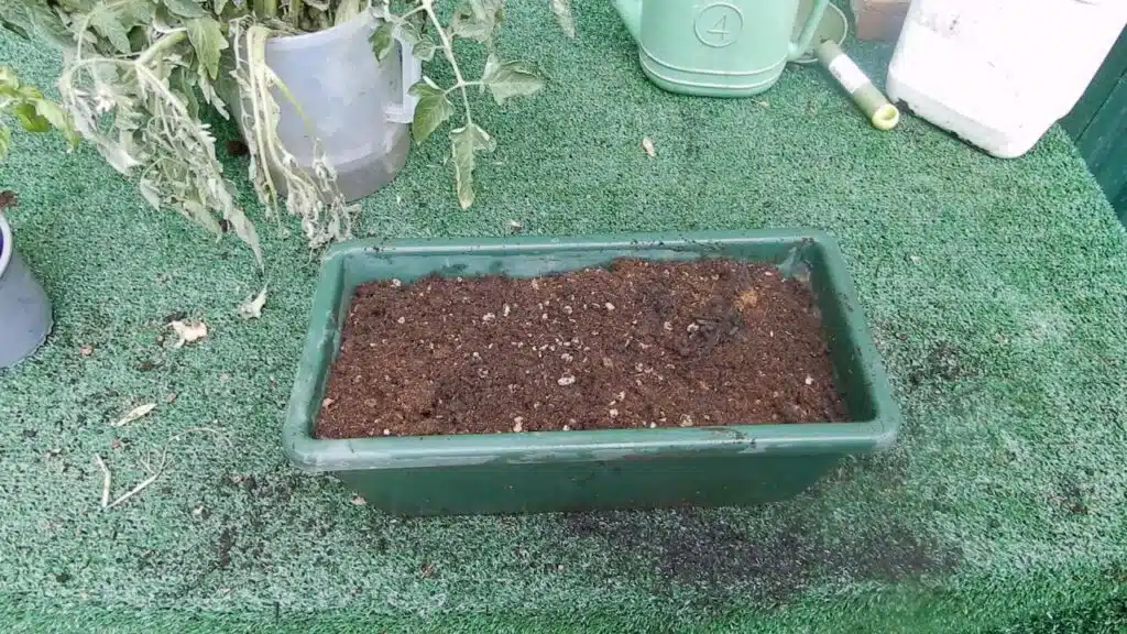 Trapiantare i pomodori in orizzontale - scelta del terriccio