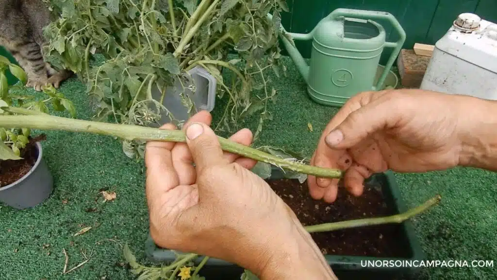 Trapiantare i pomodori in orizzontale - scelta del getto ascellare o femminella