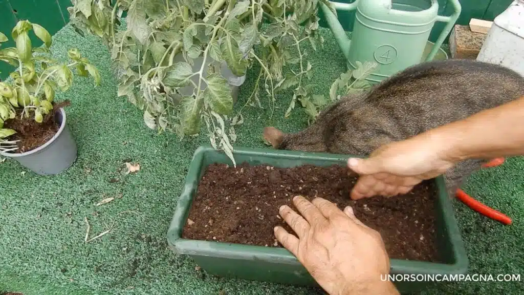 Trapiantare i pomodori in orizzontale - fare i solchi
