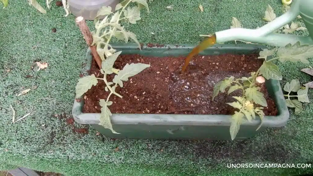 Trapiantare i pomodori in orizzontale - annaffiare con cura