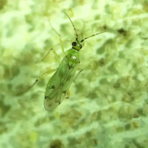 Tuta absoluta o tignola del pomodoro - Nesidiocoris tenuis