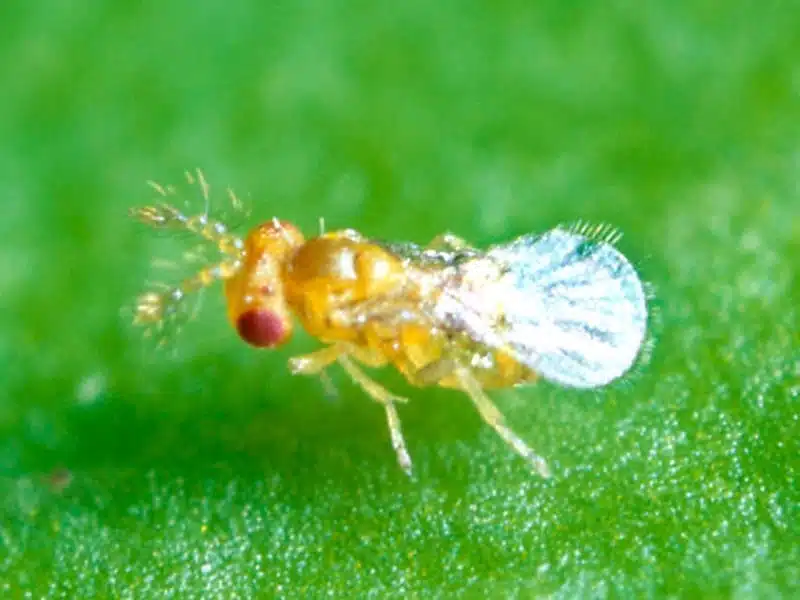 Tuta absoluta o tignola del pomodoro - Trichogramma
