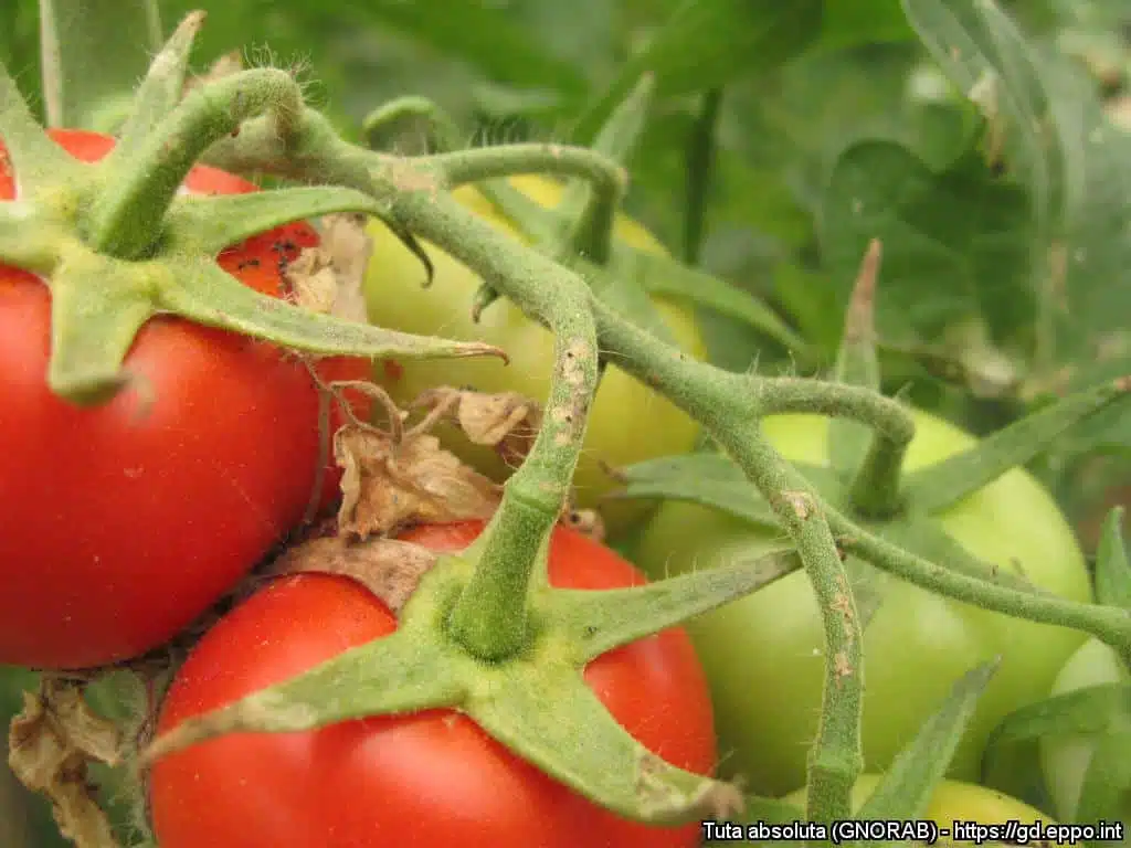 Tuta absoluta o tignola del pomodoro - danni sui pomodori