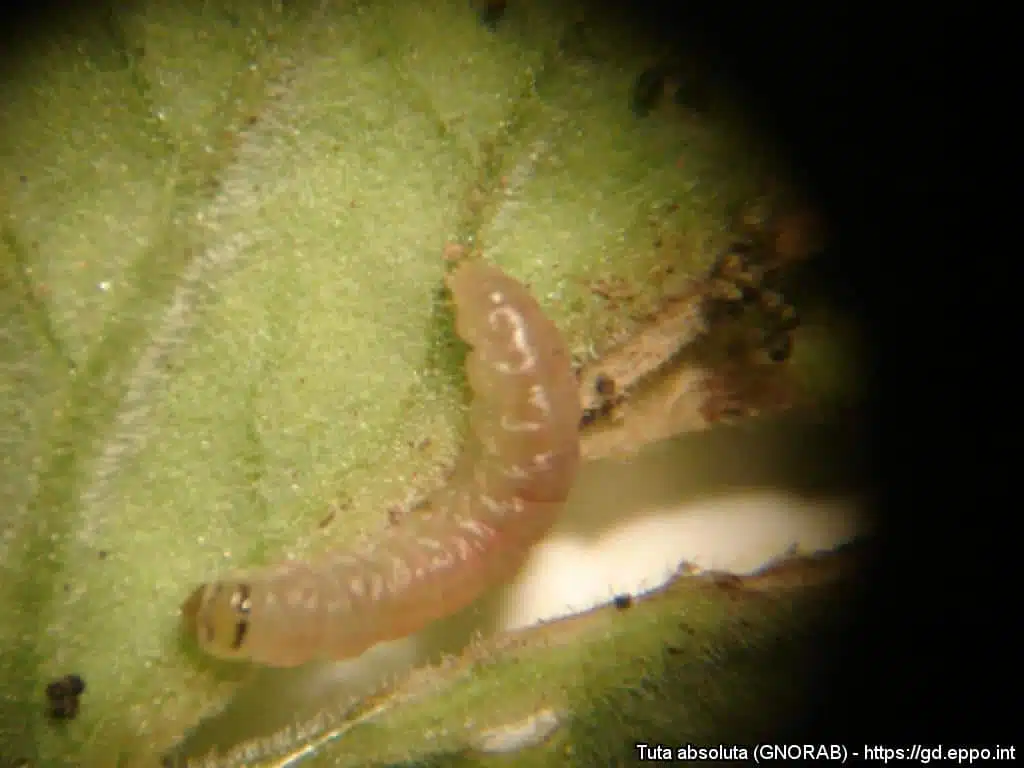 Bacillus thuringiensis insetticida naturale per l'orto - Tuta Absoluta