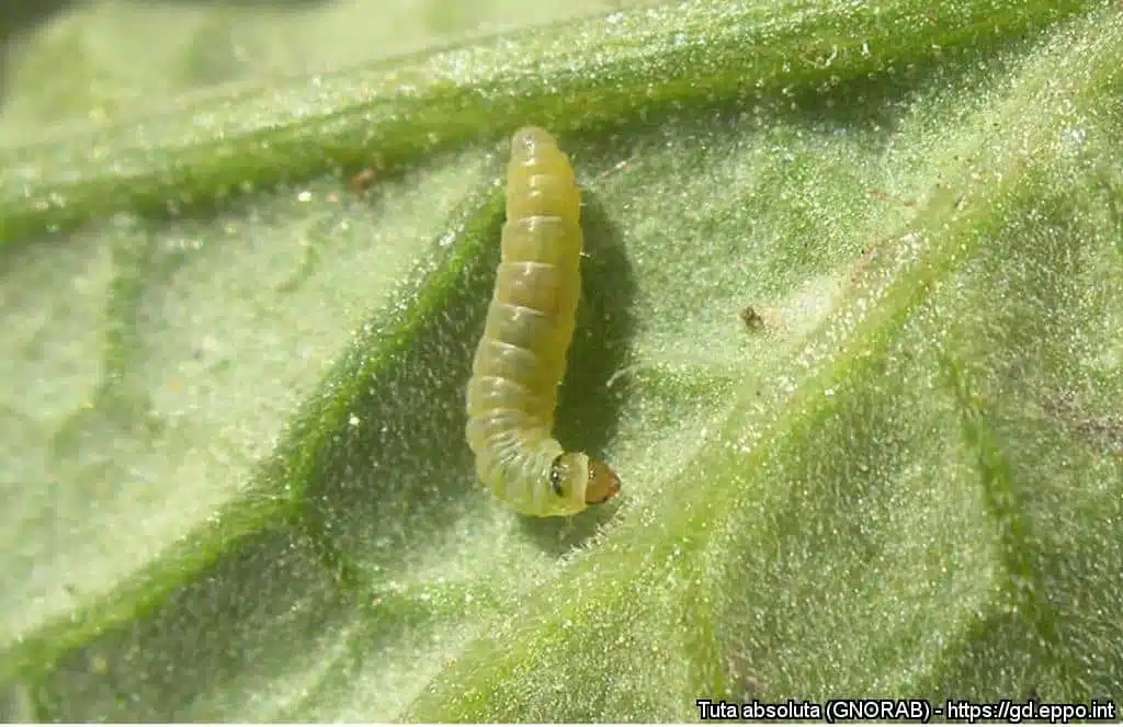 Tuta absoluta o tignola del pomodoro - larva