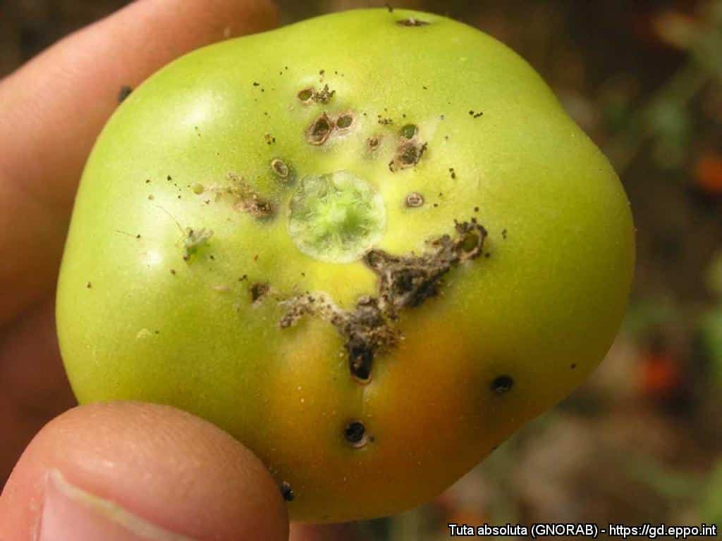 Tuta absoluta tignola del pomodoro 7