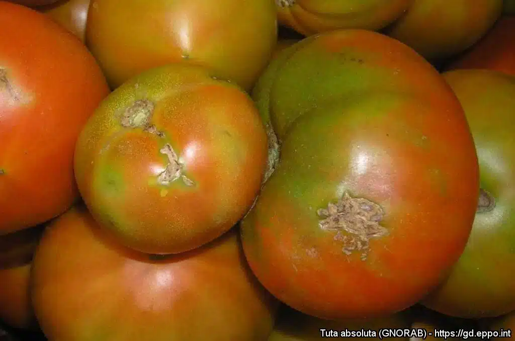 Tuta absoluta o tignola del pomodoro - danni sui pomodori