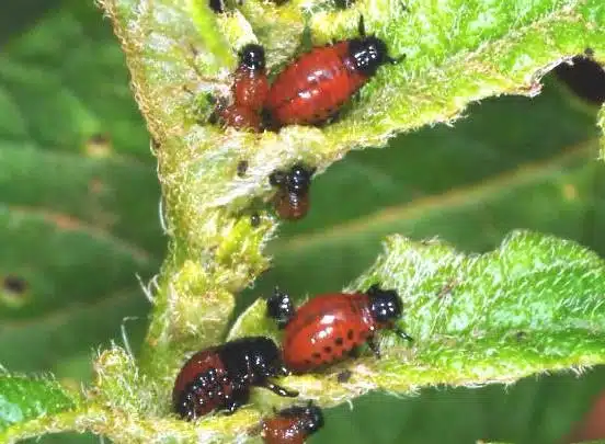 Bacillus thuringiensis insetticida naturale per l'orto - larve di dorifora