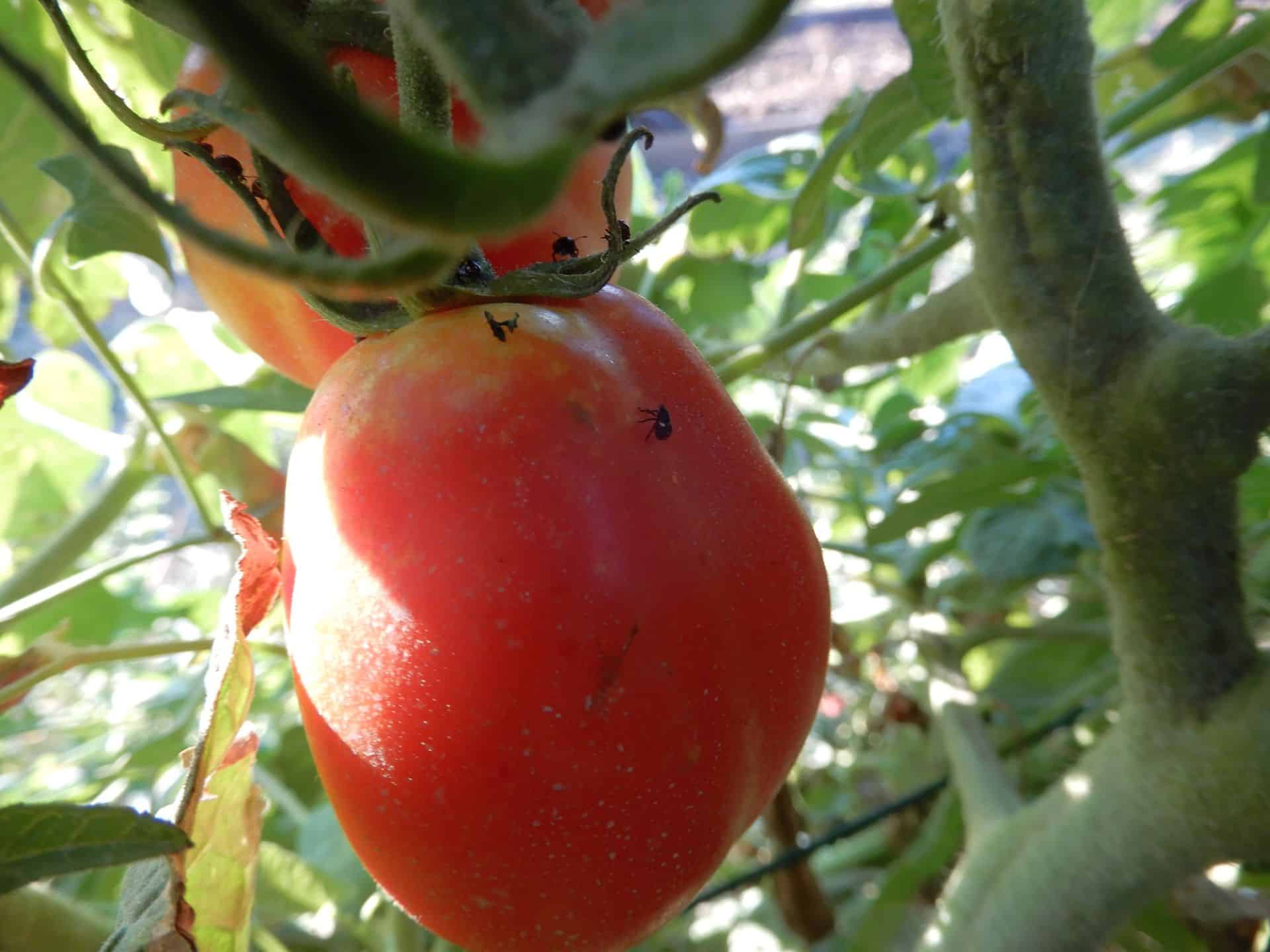 neanidi cimici sui pomodori 2