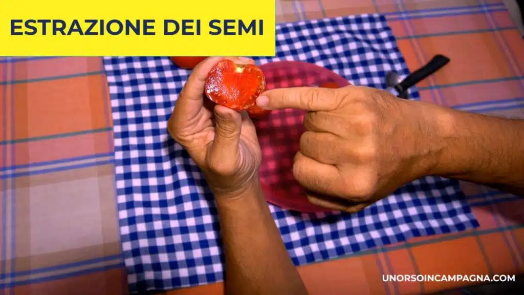 Come estrarre e salvare i semi di Pomodoro - estrazione dei semi