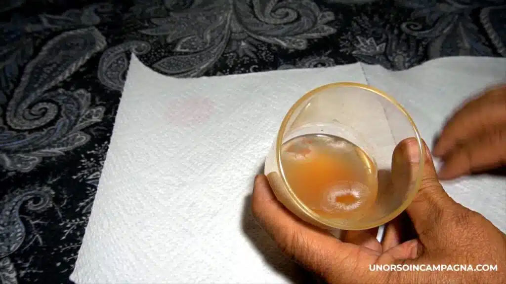 Come estrarre e salvare i semi di Pomodoro - fermentazione dei semi