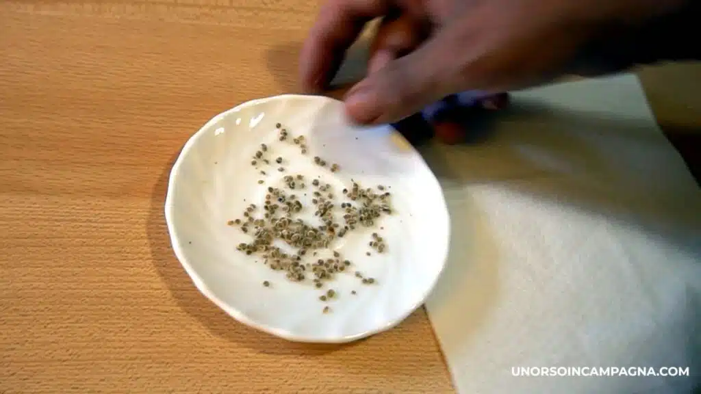 Come estrarre e salvare i semi di Pomodoro - semi asciutti