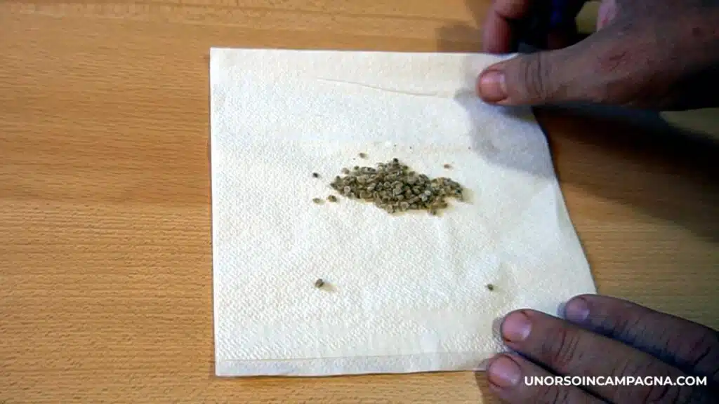 Come estrarre e salvare i semi di Pomodoro - conservazione dei semi