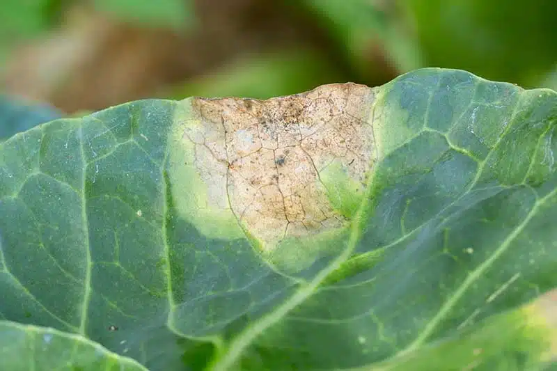 Come coltivare i Cavoletti di Bruxelles - peronospora