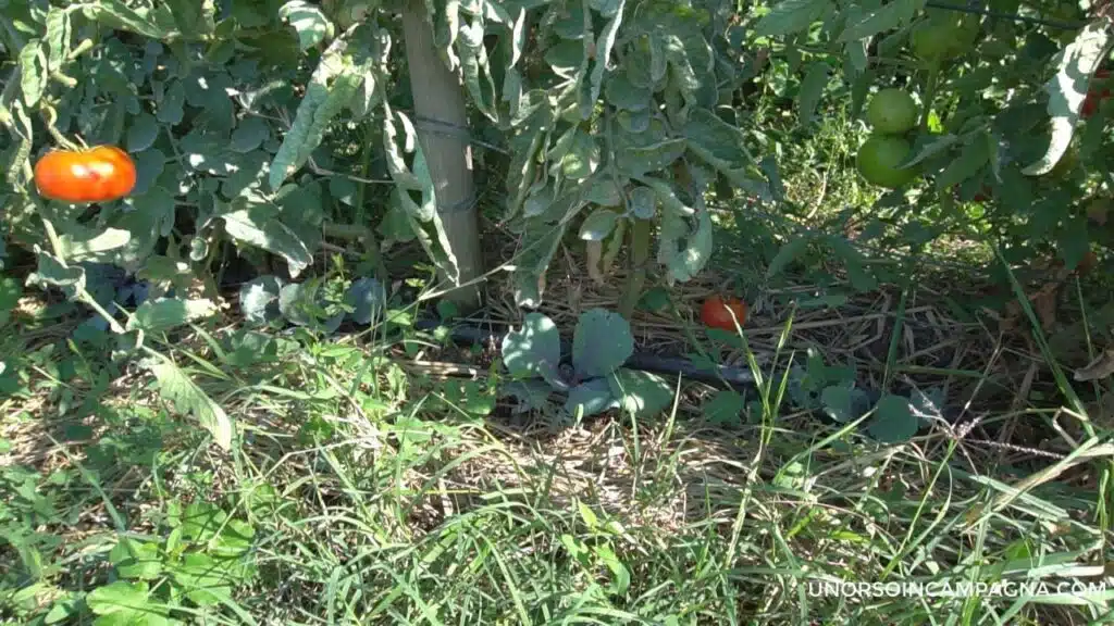 Coltivare i cavoli nell'orto anche con poco spazio, insieme ai pomodori.