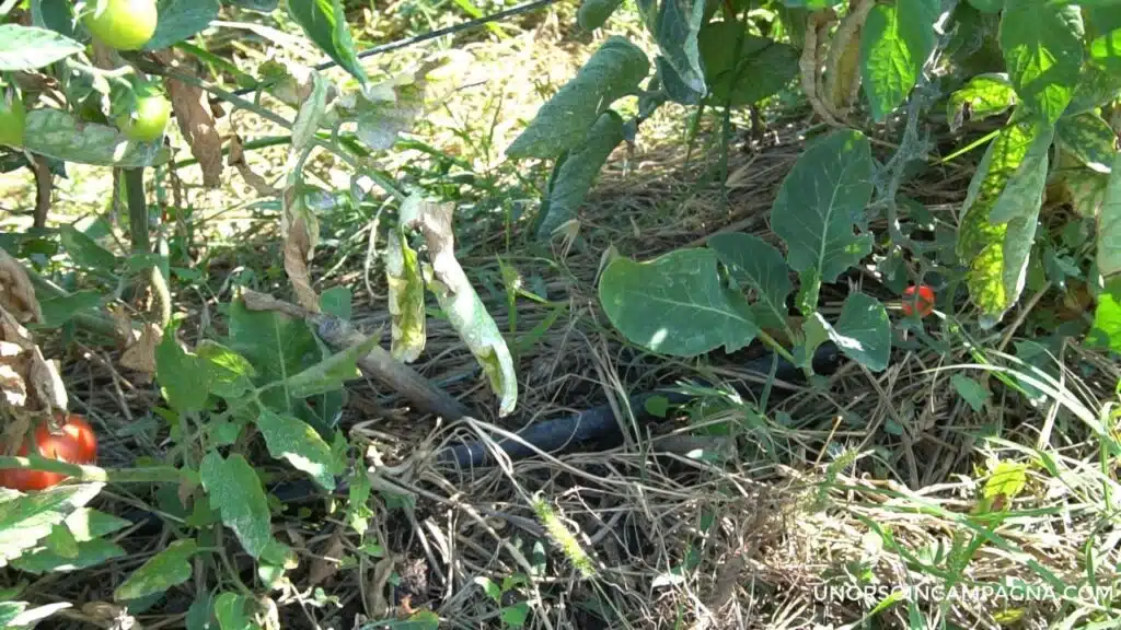 Coltivare i cavoli nell'orto anche con poco spazio, insieme ai pomodori.