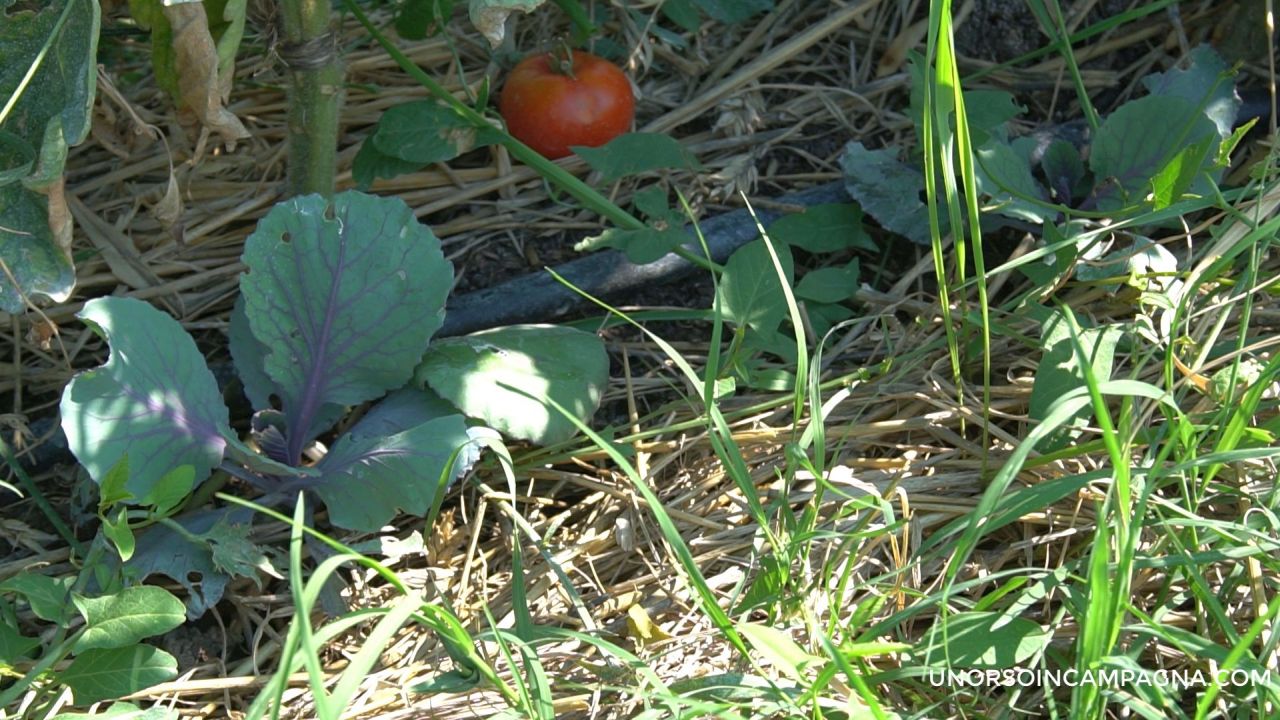 cavoli e pomodori 6