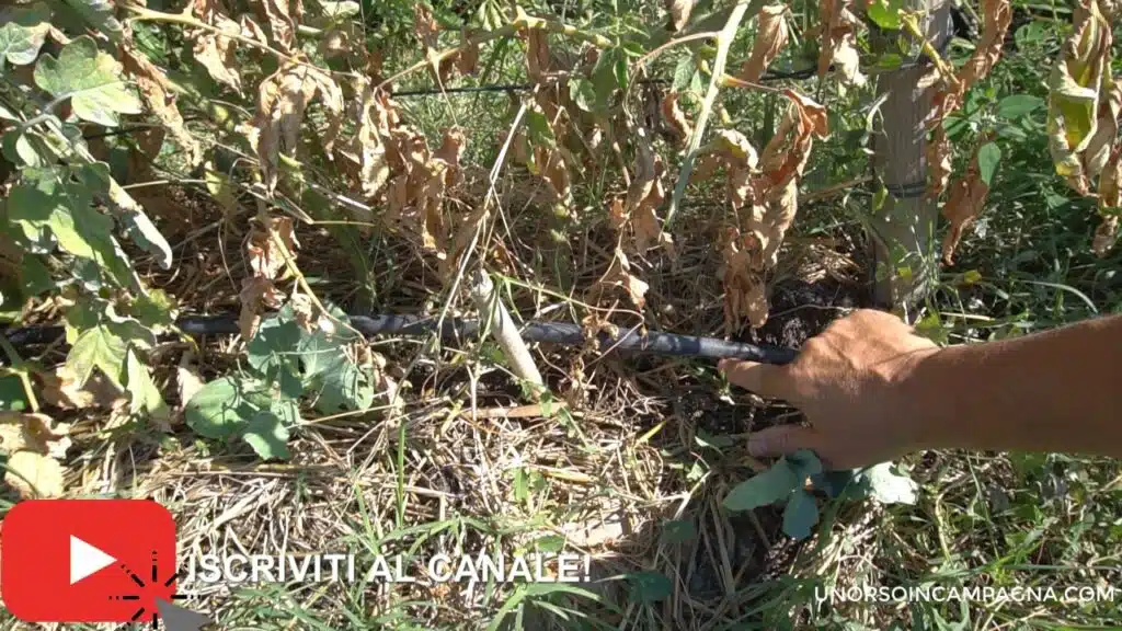 cavoli e pomodori irrigazione