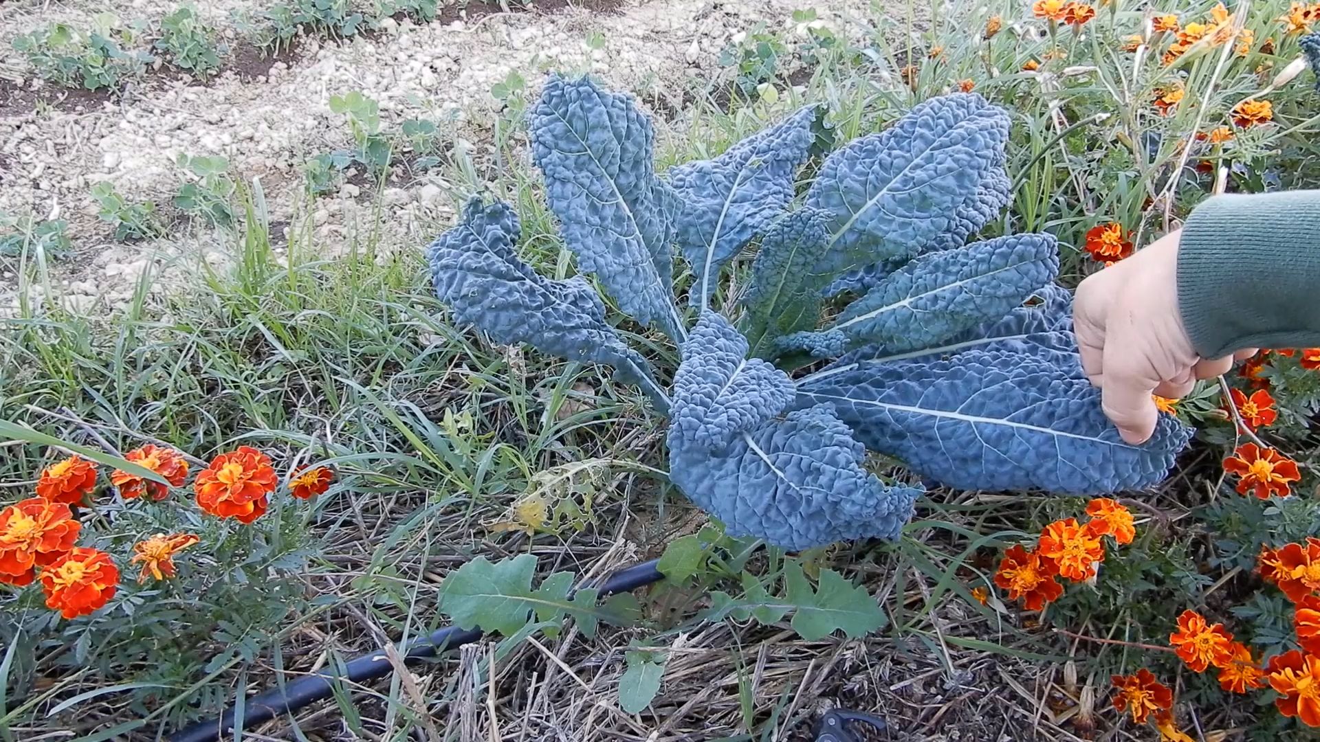 cavolo nero di toscana 1