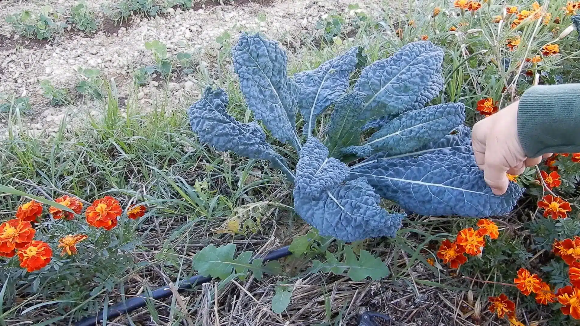 cavolo nero di toscana 1