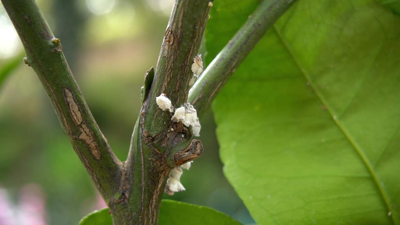 cocciniglia agrumi 2