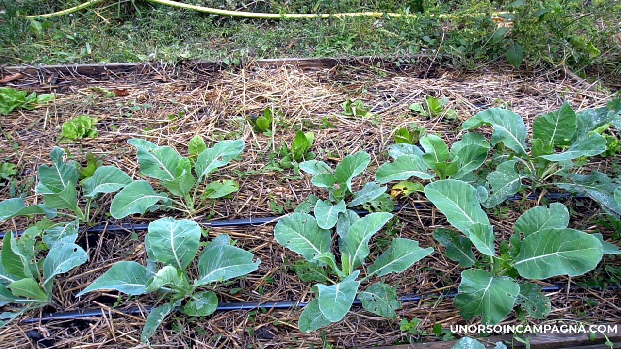 Orto invernale: come coltivare verdure fresche anche in inverno – Un ...