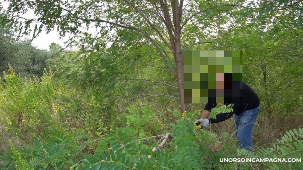 mini motosega a batteria APROTII (catena lubrificata) - abbattimento albero