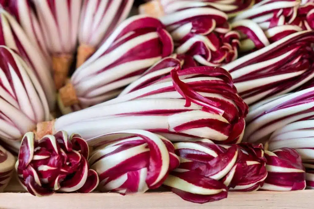Come coltivare il Radicchio nell'orto - Radicchio di Treviso