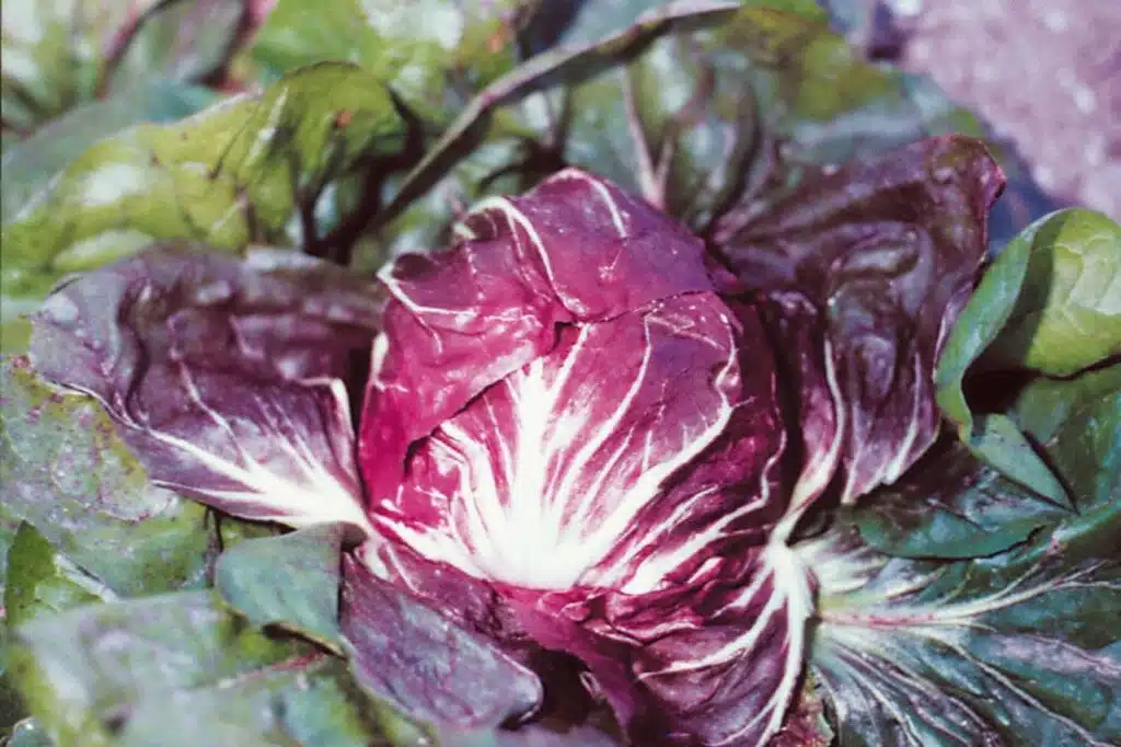 Come coltivare il Radicchio nell'orto - Radicchio di Chioggia