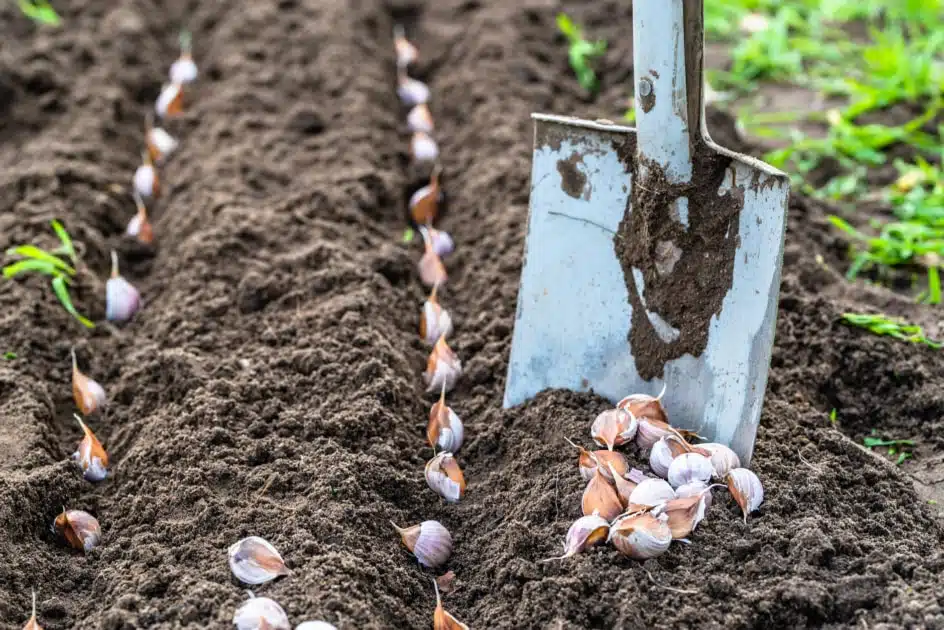 Come coltivare l'aglio nell’orto - semina dei bulbi di aglio
