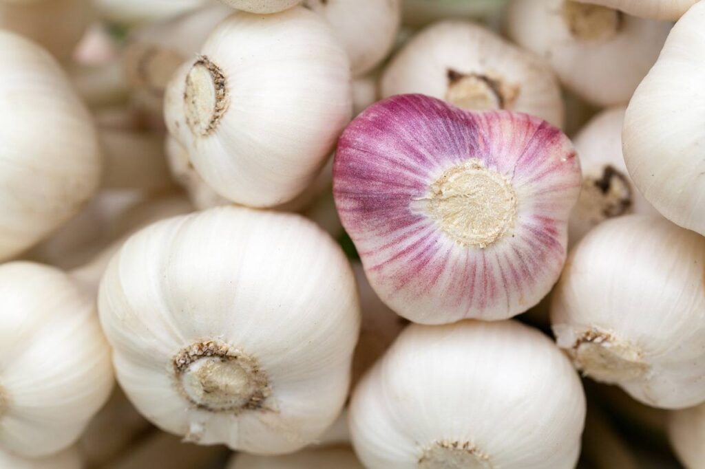 Come coltivare l'aglio nell’orto