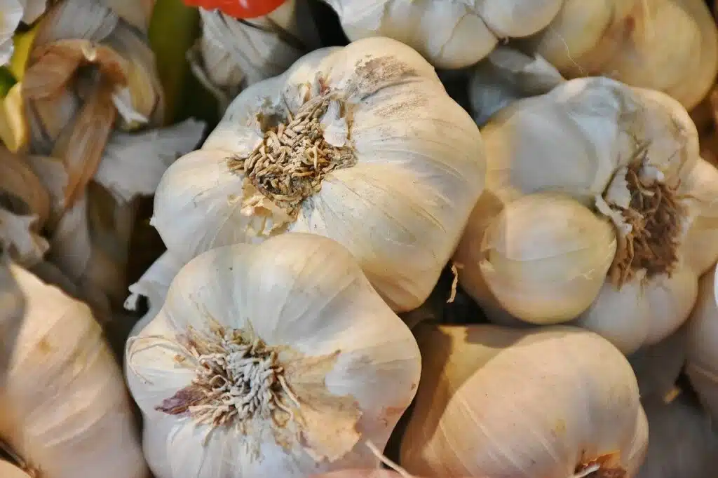Come coltivare l'aglio nell’orto