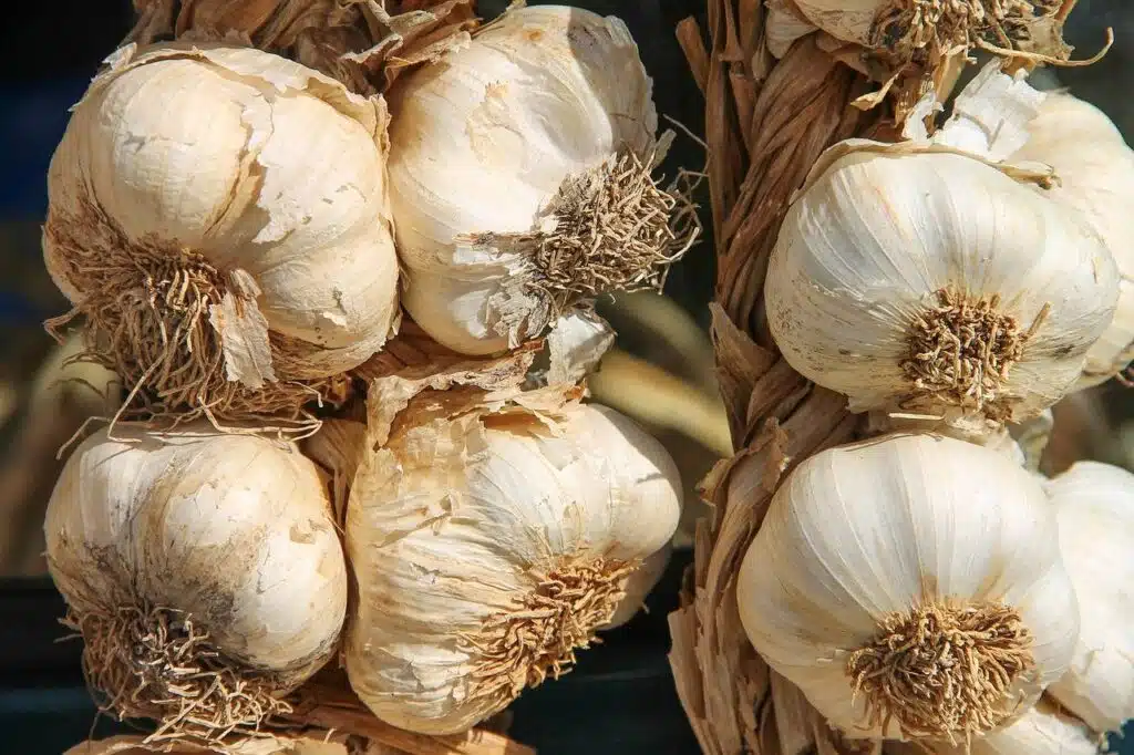 Come coltivare l'aglio nell’orto - 