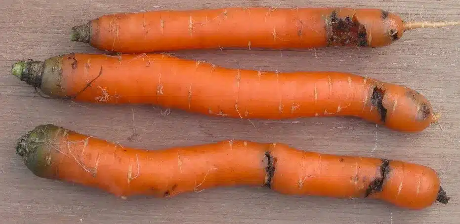 Come coltivare le carote nell'orto - danneggiate dalla mosca della carota