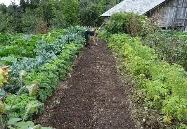 Come coltivare le carote nell'orto - compost per la coltivazione delle carote