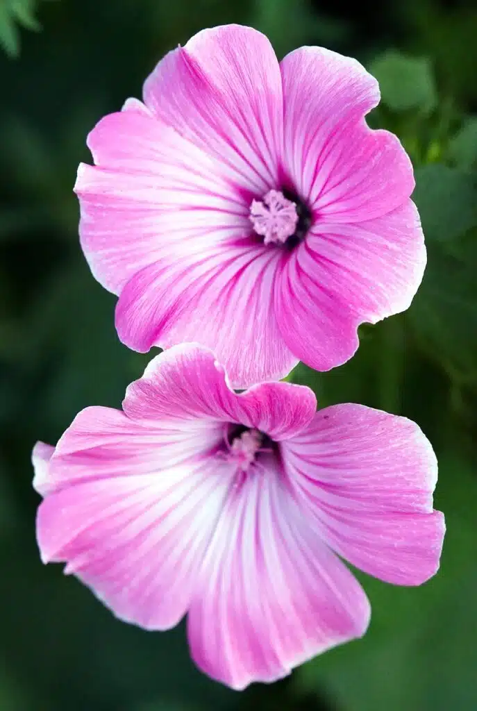 Cura delle Piante Aromatiche in Autunno ed Inverno - fiori di malva