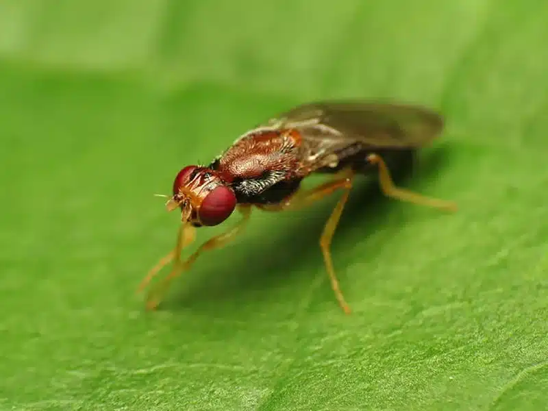Come coltivare le carote nell'orto - mosca della carota