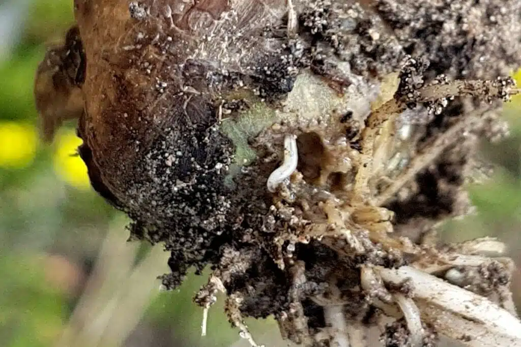 Come coltivare l'aglio nell’orto - mosca della cipolla sull'aglio