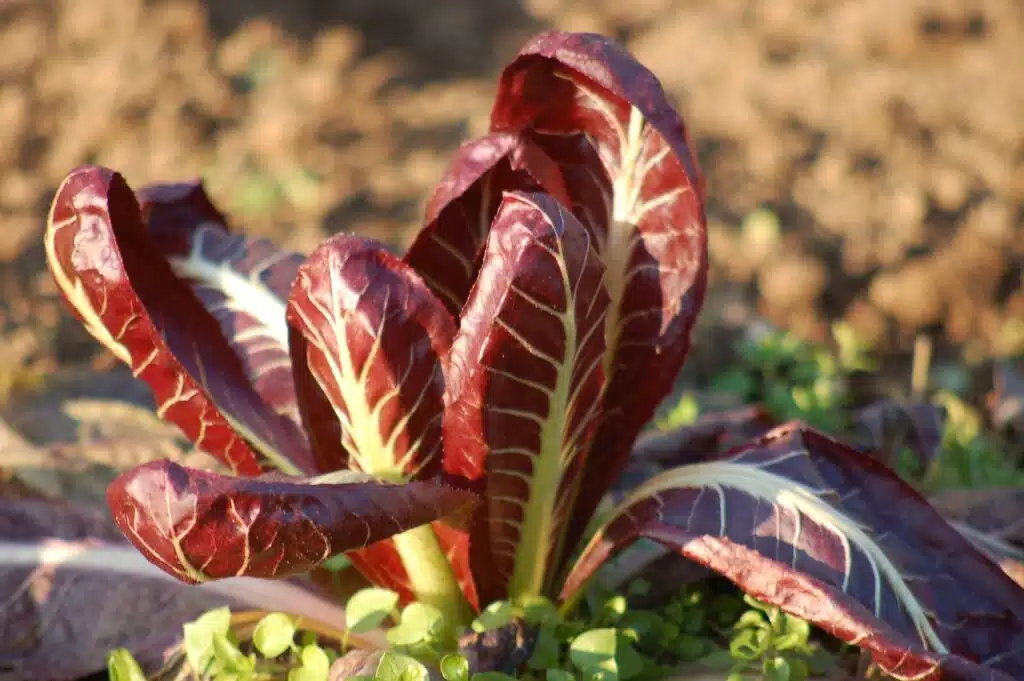 Come coltivare il Radicchio nell'orto