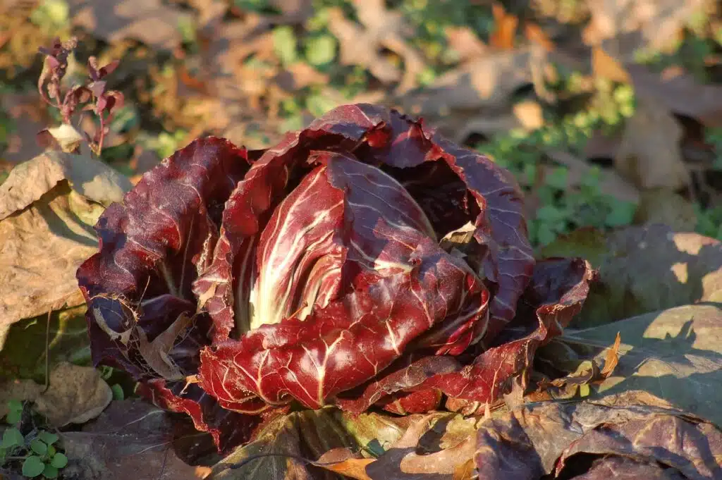 Come coltivare il Radicchio nell'orto