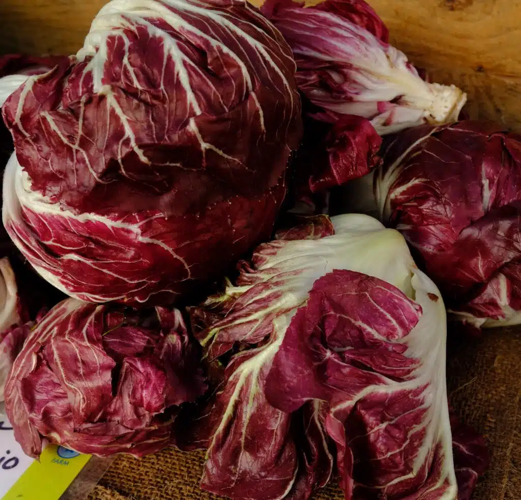 Come coltivare il Radicchio nell'orto