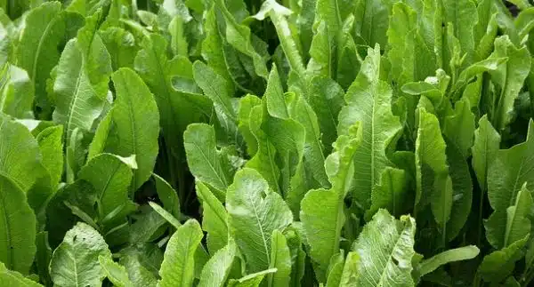 Cura delle Piante Aromatiche in Autunno ed Inverno - rafano