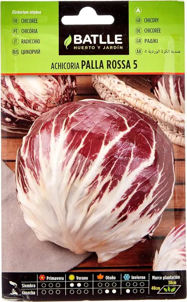 Come coltivare il Radicchio nell'orto - semi di radicchio