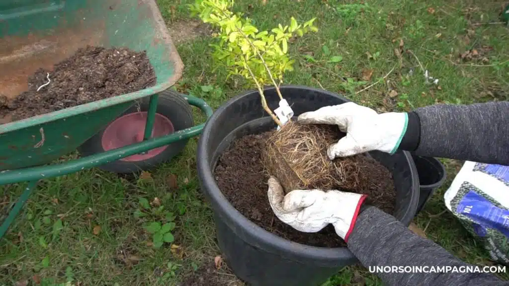 Come trapiantare un melograno in vaso