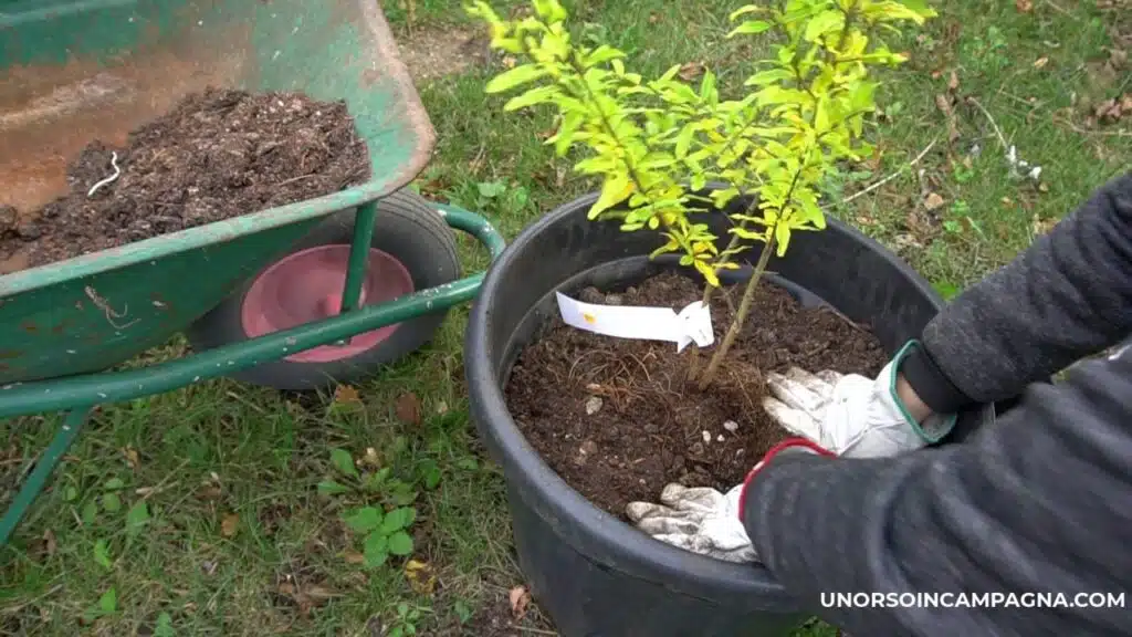 Come trapiantare un melograno in vaso