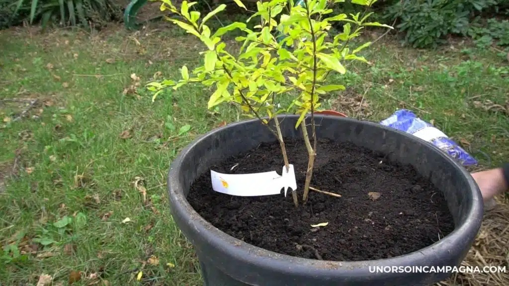 Come trapiantare un melograno in vaso