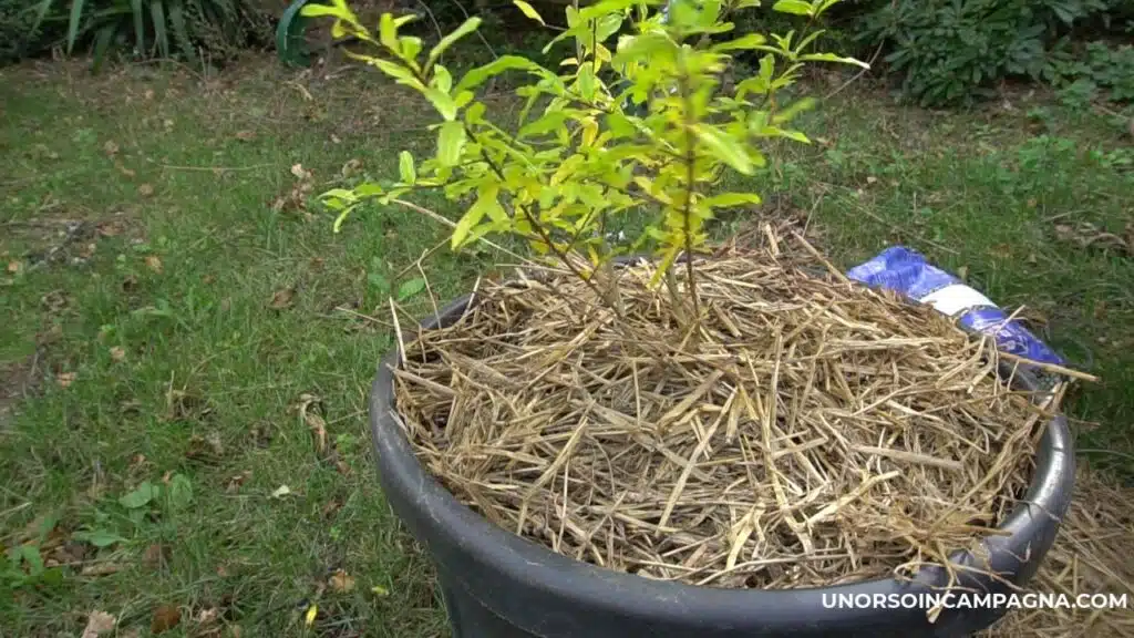 Come trapiantare un melograno in vaso - pacciamatura