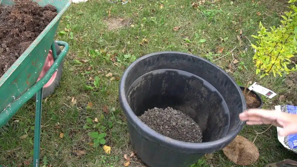 Come trapiantare un melograno in vaso - biglie di argilla