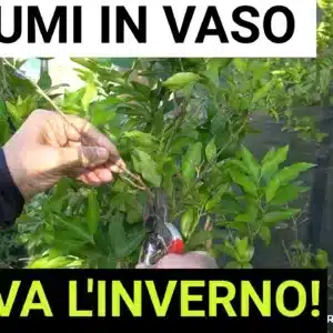 Cura degli agrumi prima dell'inverno