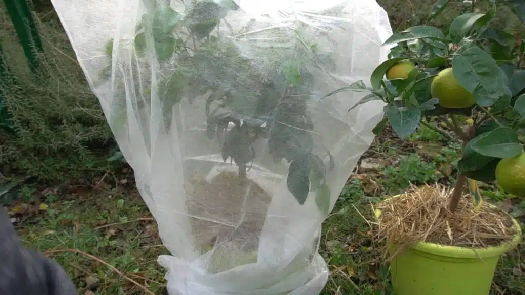 Agrumi in vaso in inverno: freddo, concimazione e pacciamatura 3 agrumi in iverno con il tessuto non tessuto 1